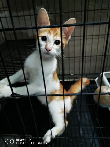 3 Months Kitten For Adoption - Domestic Short Hair Cat