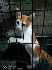 3 Months Kitten For Adoption - Domestic Short Hair Cat