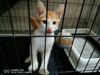 3 Months Kitten For Adoption - Domestic Short Hair Cat