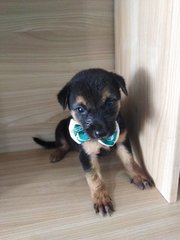 Jul - Mixed Breed Dog