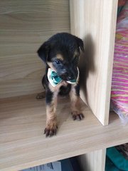 Jul - Mixed Breed Dog