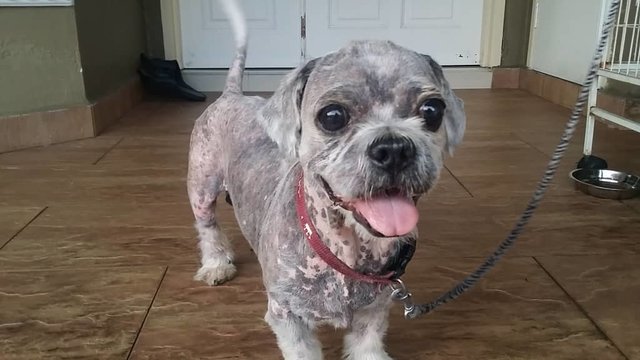 Bobo - Maltese + Shih Tzu Dog