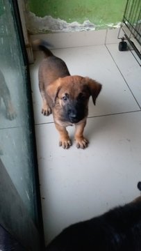 Rogerboy - Mixed Breed Dog