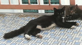 Blackie  - Domestic Medium Hair Cat