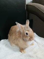 Chubby - Angora Rabbit Rabbit