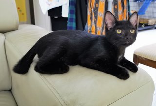 Leo - Domestic Short Hair Cat