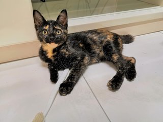 Girlie - Domestic Short Hair Cat