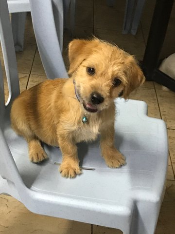 Donut - Terrier Dog