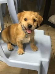 Donut - Terrier Dog