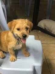 Donut - Terrier Dog