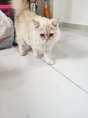 Hochoo - Domestic Long Hair + Persian Cat