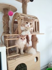 Hochoo - Domestic Long Hair + Persian Cat