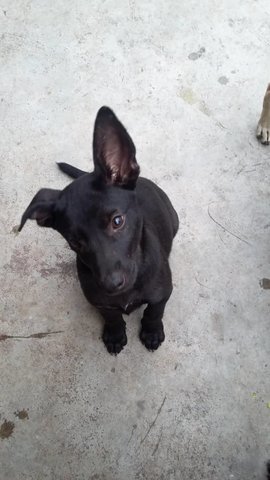 Blacky - Mixed Breed Dog