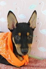 Female Puppies For Adoption - Mixed Breed Dog