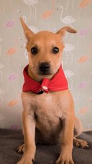 Female Puppies For Adoption - Mixed Breed Dog