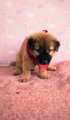 Female Puppies For Adoption - Mixed Breed Dog