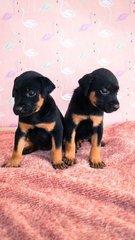 Female Puppies For Adoption - Mixed Breed Dog