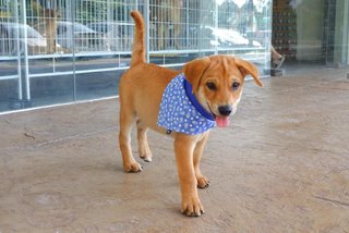 Male Puppies For Adoption  - Mixed Breed Dog