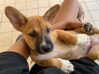 Brown Puppy - Mixed Breed Dog