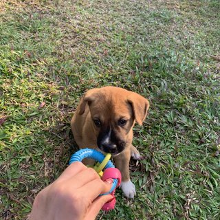 Brown Puppy - Mixed Breed Dog