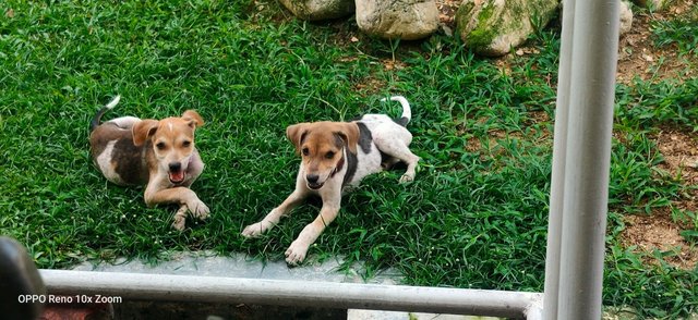 Puppies In Setapak  - Mixed Breed Dog