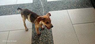 Puppies In Setapak  - Mixed Breed Dog