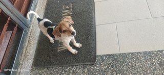 Puppies In Setapak  - Mixed Breed Dog