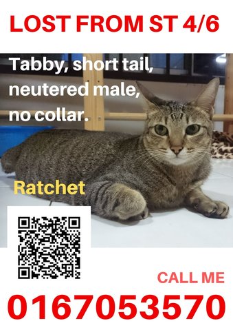 Transformer Ratchet  - Domestic Short Hair Cat