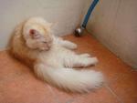 Chika Ramieca - Domestic Long Hair Cat