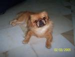 Happy - Pekingese Dog