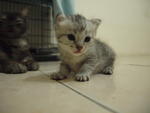 Snowy, Luna, Rajah - Domestic Medium Hair Cat