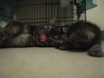 Snowy, Luna, Rajah - Domestic Medium Hair Cat