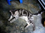 Miao Mi  - Tabby Cat