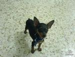 Bb - Miniature Pinscher Dog