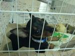 Bb - Miniature Pinscher Dog