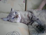 Qq - Domestic Short Hair Cat