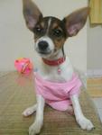 Triple - Jack Russell Terrier + Jack Russell Terrier (Parson Russell Terrier) Dog