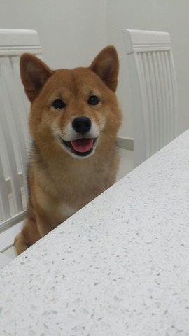 Mariko - Shiba Inu Dog