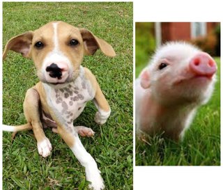 🌟❤️piggie Pups ❤️✨ - Mixed Breed Dog