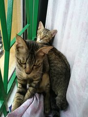 Ukimaki &amp; Leo - Domestic Short Hair + Calico Cat