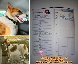 MoJie ... Medical Record ... from Petsmore SS2 Veternary