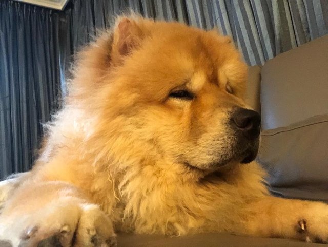 Whiskey - Chow Chow Dog