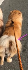 Photo showing the yellow and red leash attached to him when he ran away. 