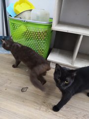 Robin And Tam - British Shorthair + Domestic Medium Hair Cat