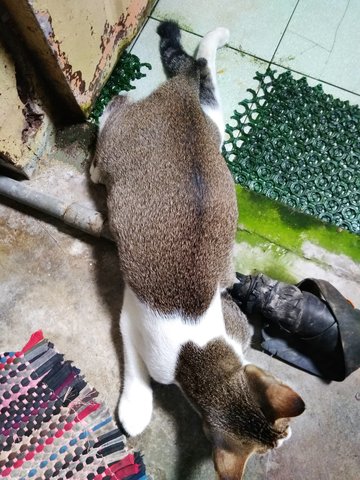 Putih - Domestic Short Hair Cat