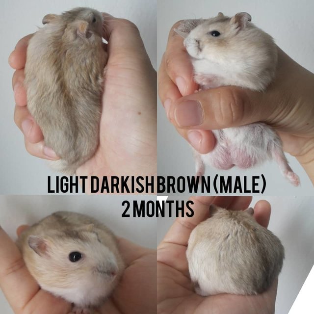 Baby Hamsters (2 Months) (Sold) - Short Dwarf Hamster Hamster