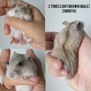 Baby Hamsters (2 Months) (Sold) - Short Dwarf Hamster Hamster