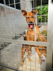 Handsome Boy - Mixed Breed Dog