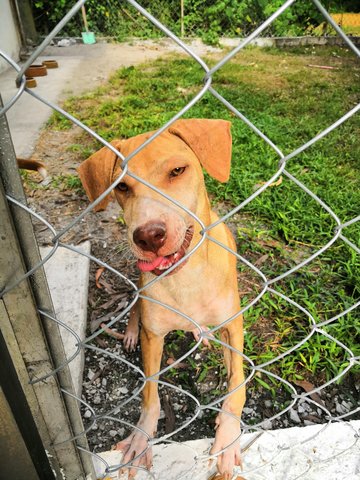 Dino  - Shar Pei Mix Dog