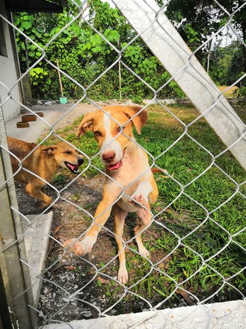 Flora Girl - Mixed Breed Dog